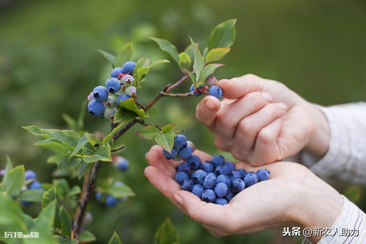 蓝莓树最喜欢的肥料是什么(老农分享蓝莓对肥料的需求特点)-图片3